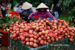 Mùa vải thiều 2024 kết thúc sớm, nhiều người "tiếc nuối" vì chưa kịp thưởng thức