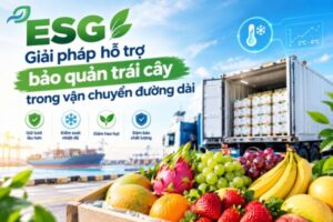 giải pháp hạn chế hư hỏng trái cây khi vận chuyển